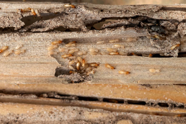 Best Insect Control  in Blaine, MN